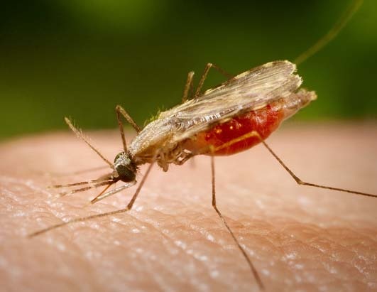 وفاة شاب من مدينة طانطان أصيب بمرض (الملاريا)