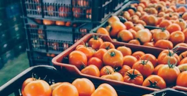 المغرب يصدر حوالي 14مليون كلغ من الطماطم لموريتانيا.