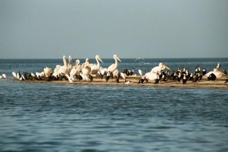 ظهور إنفلونزا الطيور بمحمية بموريتانيا